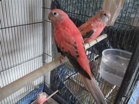 Louis Cardinals Coasters Birds on the Bat wHolder. . Craigslist birds for sale